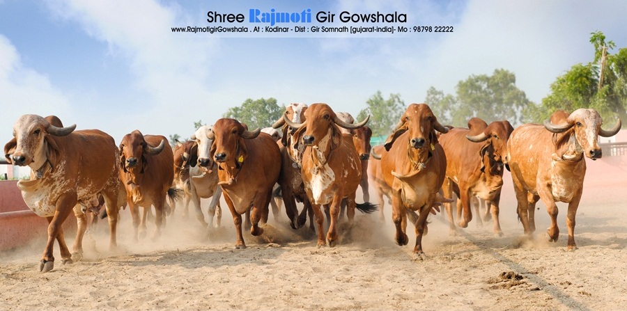 RAJMOTI GIR COW